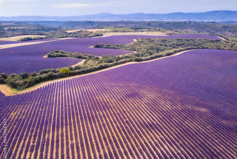 A la découverte des champs de Lavande